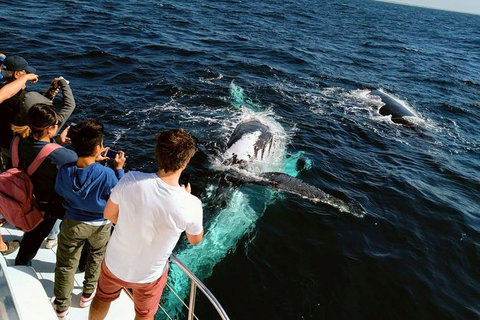 Half-Day Whale Watching And Canal Cruise From Surfers Paradise - Hotel QLD 2