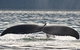 Half-Day Whale Watching And Canal Cruise From Surfers Paradise - thumb 7