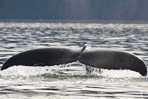 Half-Day Whale Watching And Canal Cruise From Surfers Paradise - Hotel QLD 7