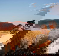 Uluru Ayers Rock Sunset with Outback Barbecue Dinner and Star Tour - Hotel QLD