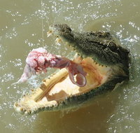 Darwin Jumping Crocodiles Cruise on Adelaide River - Hotel QLD