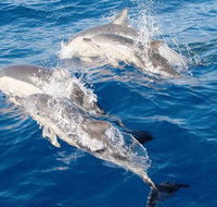 Port Stephens Day Tour From Sydney Including 4WD Sandboarding and Dolphins - Hotel QLD