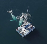 Coffs Harbour Whale Watch Experience