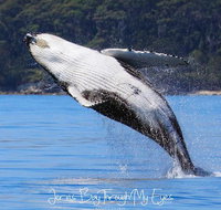 Whale Watching Jervis Bay - Hotel QLD