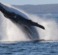 Jervis Bay Whale Watching Tour - Hotel QLD