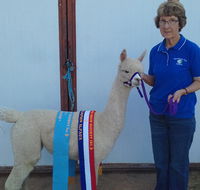 Marchmont Park Alpacas - Hotel QLD
