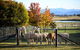 Blackwattle Alpaca Farm - thumb 0