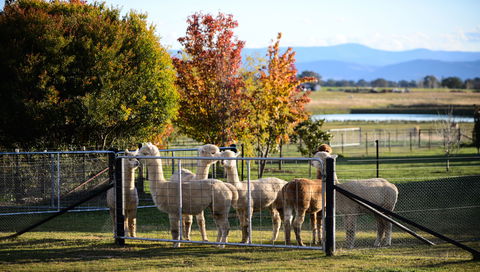 Blackwattle Alpaca Farm - Hotel QLD 0
