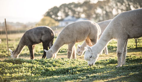Blackwattle Alpaca Farm - Hotel QLD 1