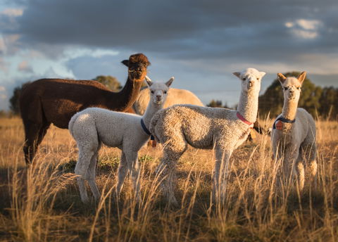 Blackwattle Alpaca Farm - Hotel QLD 2