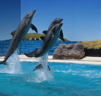 Dolphin Marine Conservation Park