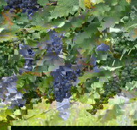 Luskintyre - Hotel QLD