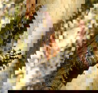 Blue Gum Hills Regional Park - Hotel QLD