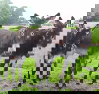 The Good Samaritan Donkey Sanctuary - Hotel QLD