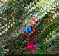 TreeTop Challenge - Sunshine Coast - Hotel QLD