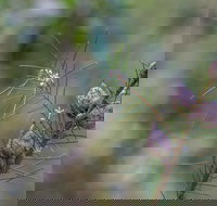 Wallumatta Loop Trail - Hotel QLD