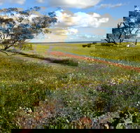 Coorow Wildflower Drive - Hotel QLD