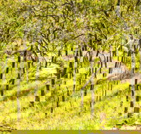 Davies Creek Mountain Bike Park