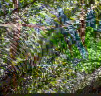 Great North walk - Palm Grove Nature Reserve - Hotel QLD