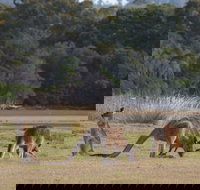 Great Nature Trail - Hotel QLD