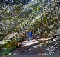 Lyrebird Circuit Walk