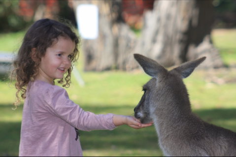 Potoroo Palace Native Animal Sanctuary - Hotel QLD 1