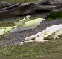 Yarra Valley Nocturnal Zoo - Hotel QLD