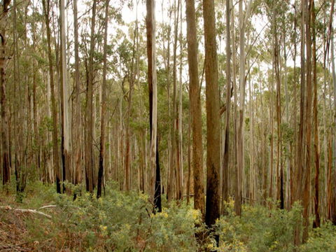 Brindabella National Park - Hotel QLD 1