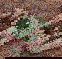 Coorow Wreath Flowers - Hotel QLD