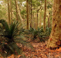 Burrawang Walking Track