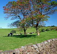 Historic Dry Stone Walls Kiama - Hotel QLD