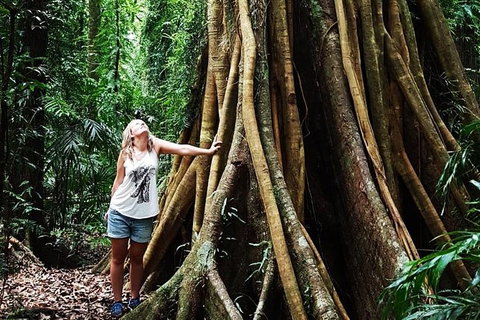 Rainforest & Waterfall Experience - Hotel QLD 3