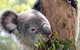 Private 10-hour Tour To Blue Mountains From Sydney - Hotel Pick Up & Drop Off - thumb 2