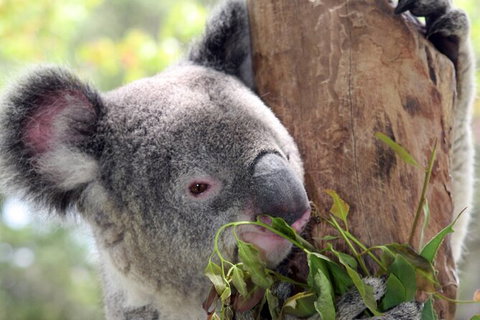 Private 10-hour Tour To Blue Mountains From Sydney - Hotel Pick Up & Drop Off - Hotel QLD 2