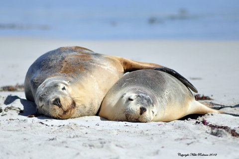 NEW TOUR - Kangaroo Island Road To Recovery Tour (1 Day/1 Night) - Hotel QLD 3