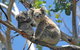 LGBT+ Friendly Full Day Phillip Island Private Tour - thumb 1
