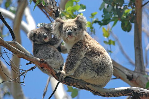 LGBT+ Friendly Full Day Phillip Island Private Tour - Hotel QLD 1