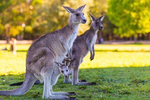 LGBT+ Friendly Full Day Phillip Island Private Tour - Hotel QLD 2