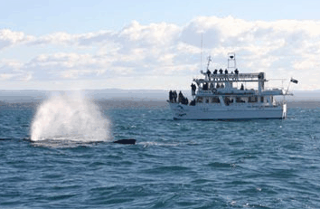 Dolphin Watch Cruises - Hotel QLD