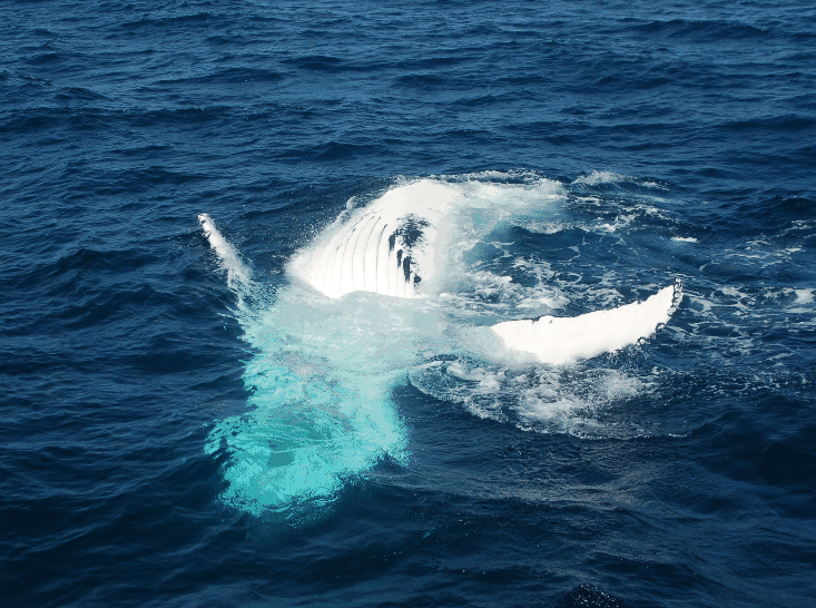 Dolphin Wild Cruises - Hotel QLD