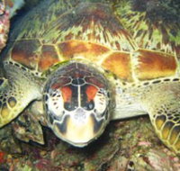 Adrenalin Snorkel and Dive - Hotel QLD