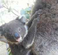 West Oz Wildlife Petting Zoos - Hotel QLD