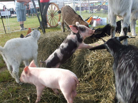 Primex Field Days - Hotel QLD 2
