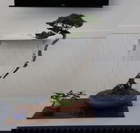 Wauchope Bonsai Workshop Group - Hotel QLD