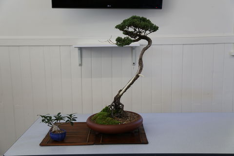 Wauchope Bonsai Workshop Group - Hotel QLD 0