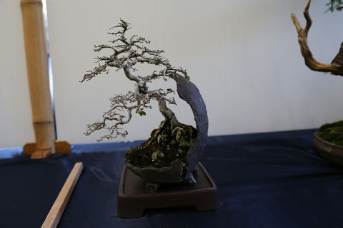 Wauchope Bonsai Workshop Group - Hotel QLD 1