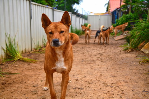 Dingo Den Discovery Experience - Hotel QLD 2