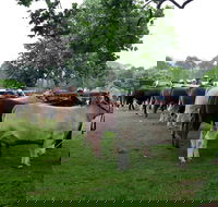 Dorrigo Agricultural Show - Hotel QLD
