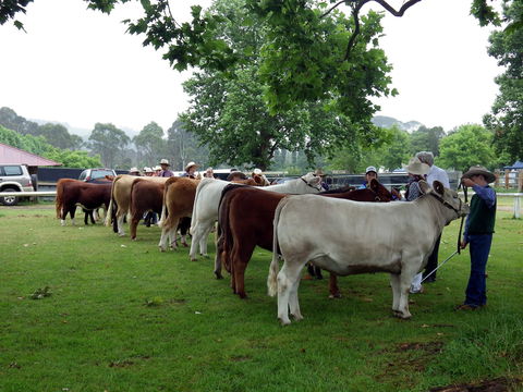 Dorrigo Agricultural Show - Hotel QLD 0