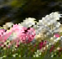 Floriade Reimagined - Hotel QLD